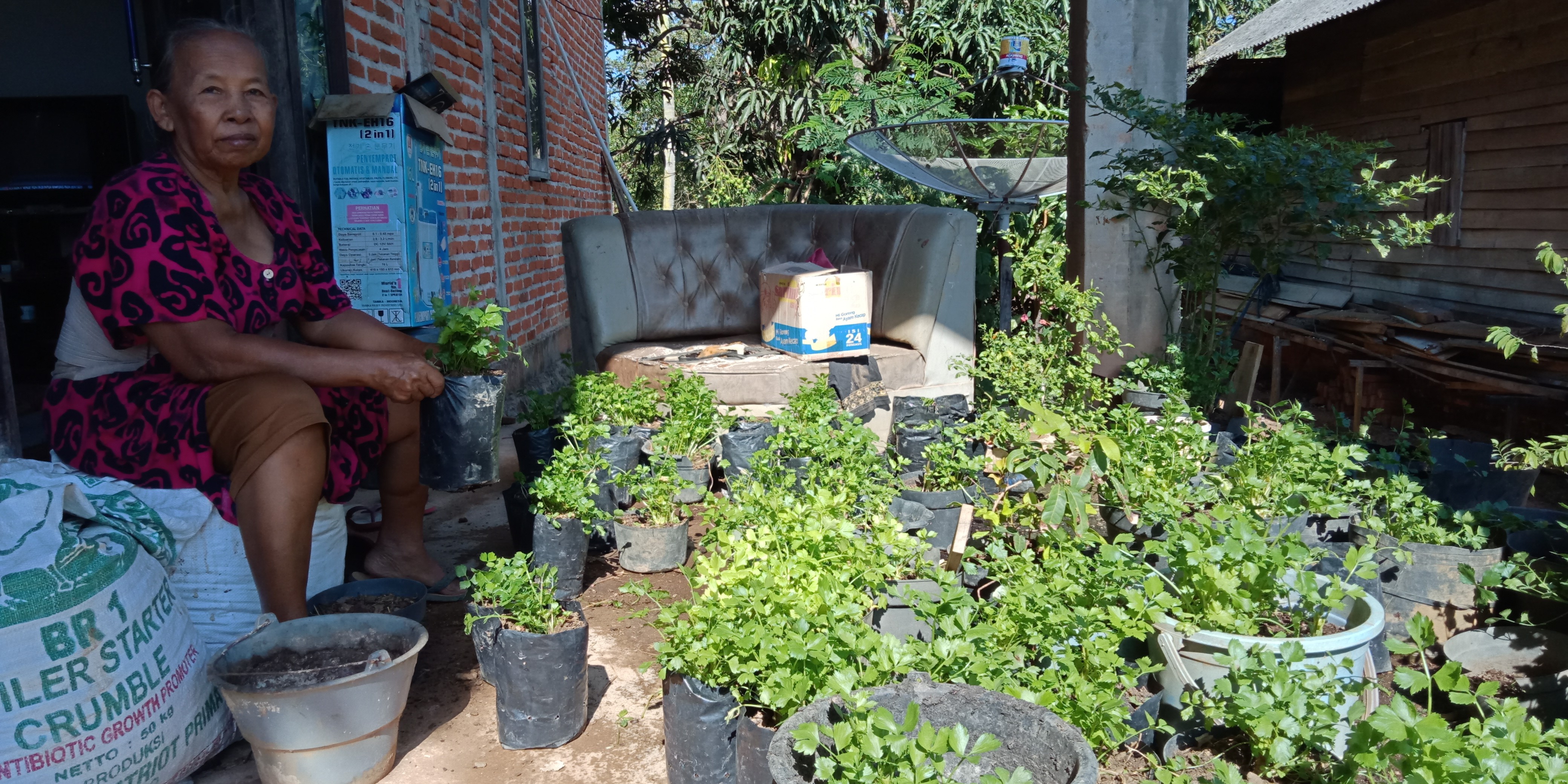 Masyarakat Desa Sumber Makmur Budidaya sayuran Seldri(daun sop)